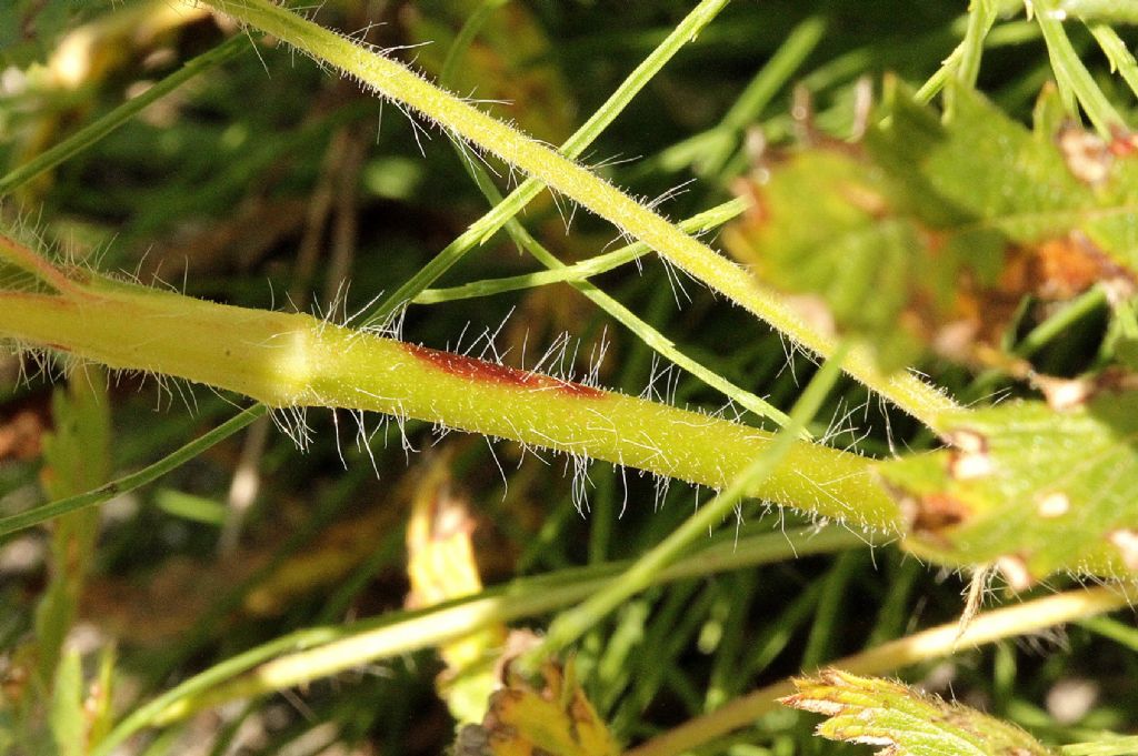 Potentilla recta